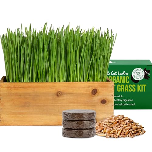 Cat Grass Kit with Rustic Wood Planter (Natural)