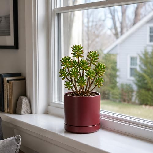 6.5 Inch Ceramic Planter Pot (Small / Cordovan)