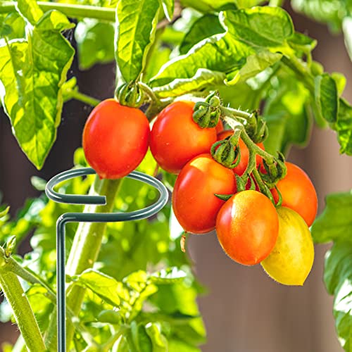 24 Inch 12 Packs Plant Support Stakes (12 Count)
