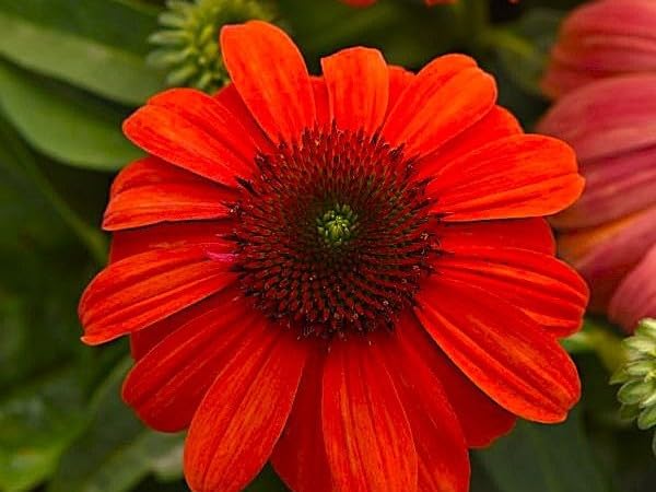 Live Perennial Plants (3 Pots)