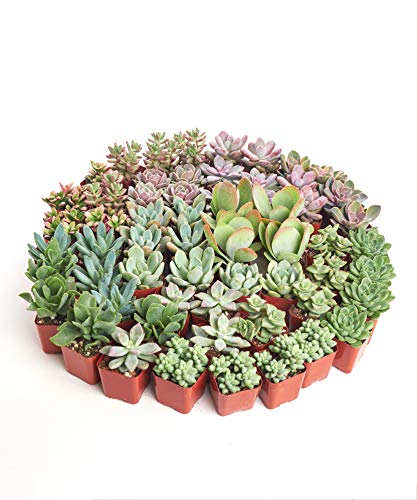 Assorted Succulent Plant Pack Collection (40 Count)