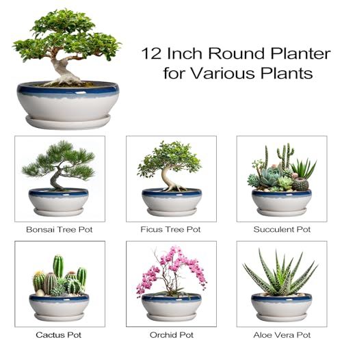 Bonsai Tree Pots (12 Inch / Blue Off-white)