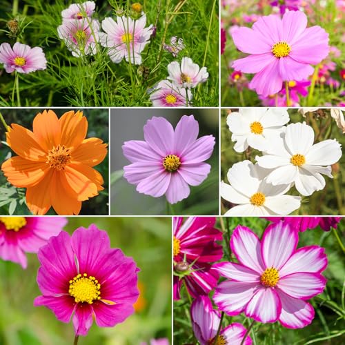 Cosmos Seeds 7 Varieties Mix