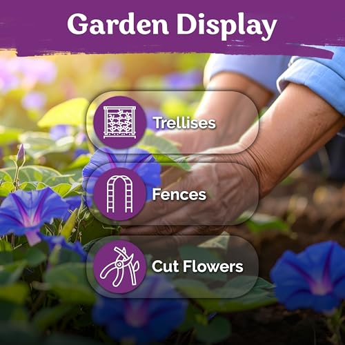 150 Grandpa OTT Morning Glory Heirloom Flower Seeds