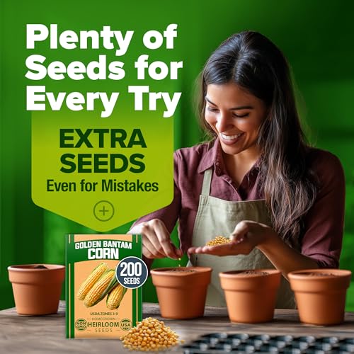 Golden Bantam Sweet Corn Seeds