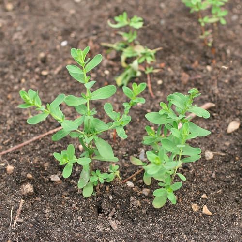 St. Johns Wort Seeds to Plant Heirloom Medicinal Herbs 2 Packs (2 Packs)