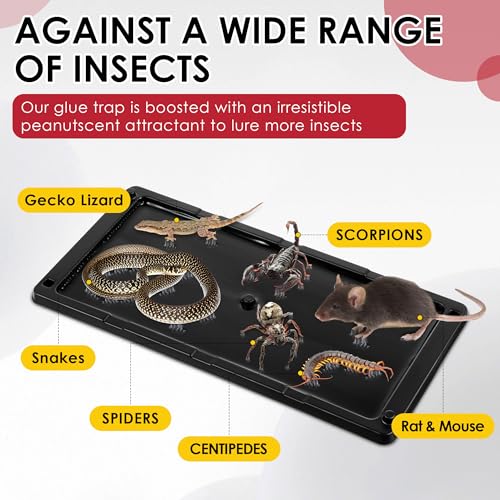 12 Pack Rat Glue Traps 10x5 Inch (12 Count)