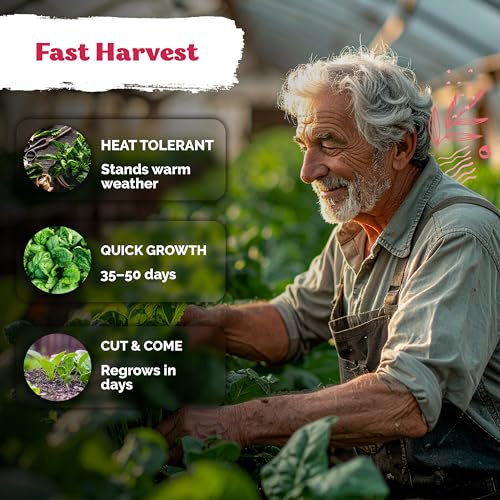 400 Bloomsdale Spinach Heirloom Vegetable Seeds