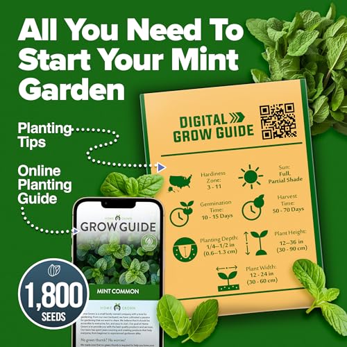 Common Mint Seeds