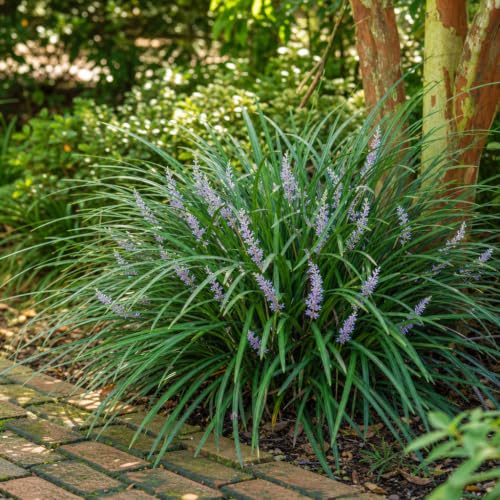 Evergreen Giant Liriope Muscari (10 Count)