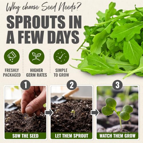 Arugula Seeds to Plant Heirloom Non (5 Packs)