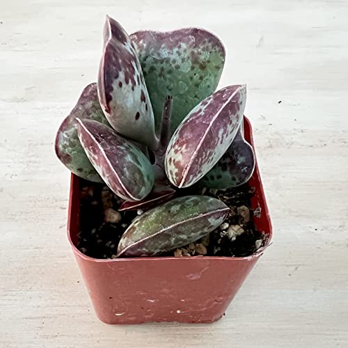 Live Succulent Plant Adromischus triflorus 'Calico Hearts' (Adromischus triflorus 'Calico Hearts')