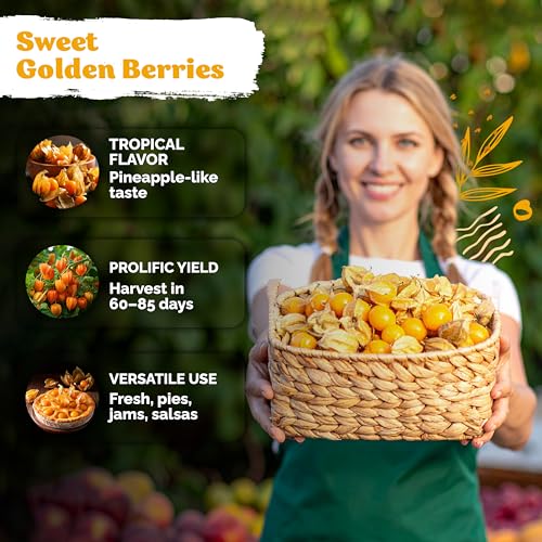 650 Aunt Molly Ground Cherry Heirloom Vegetable Seeds