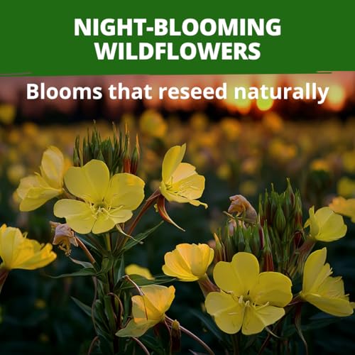 Evening Primrose Seeds