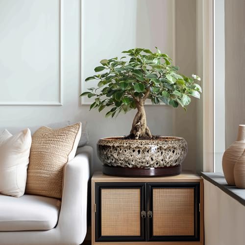 Bonsai Planter 13 Inch (13 Inch / Leopard Brown-white)
