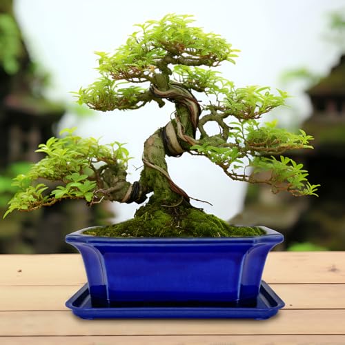 2pcs Green Ceramic Bonsai Planter Pots with Bamboo Tray 6.2 “ & 5.3” (Crackle Glazed 10")
