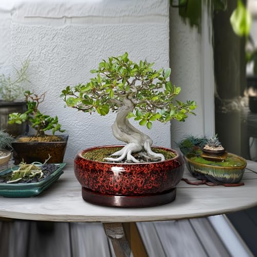 Bonsai Tree Pots (10 Inch / Leopard Red)