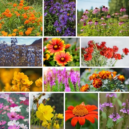 Monarch Butterfly Wildflower Mix (0.18 Ounce (Pack of 1))