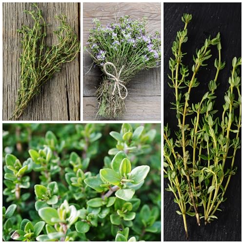 Thyme Seeds to Plant Heirloom Non (5 Packs)