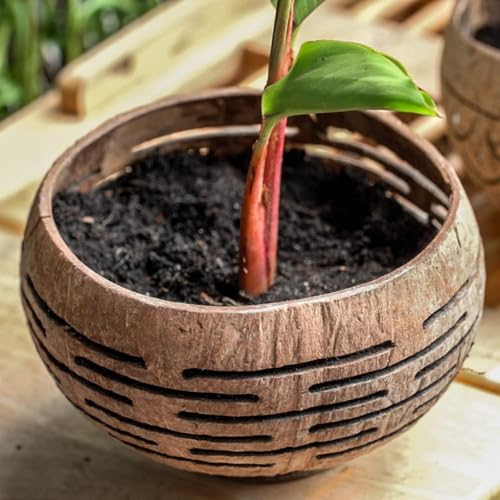 Set of 2 Horizons Coconut Planters w (2 Count)