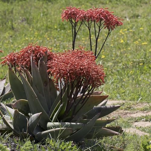 Coral Aloe Pink Edges (2 Count)