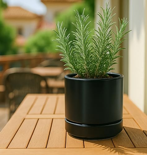 3 Pack Ceramic Pots with Saucers (3 Count)