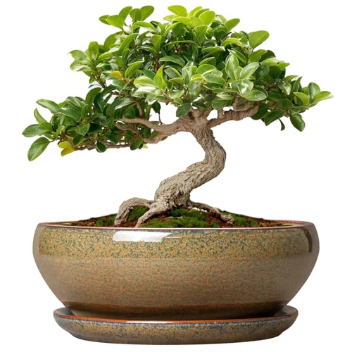Bonsai Pots Small (6 Inch / Speckled Brown)
