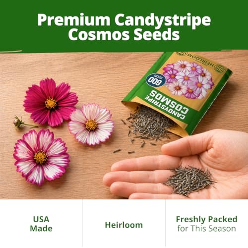 Cosmos Candystripe 600 Flower Seeds Cosmos bipinnatus