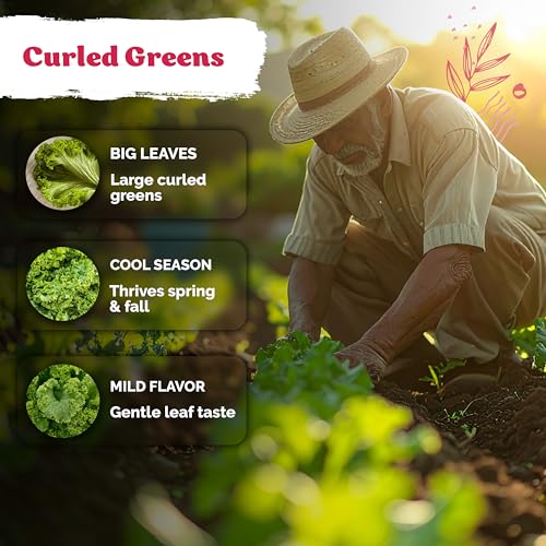 1500 Southern Giant Curly Mustard Heirloom Vegetable Seeds