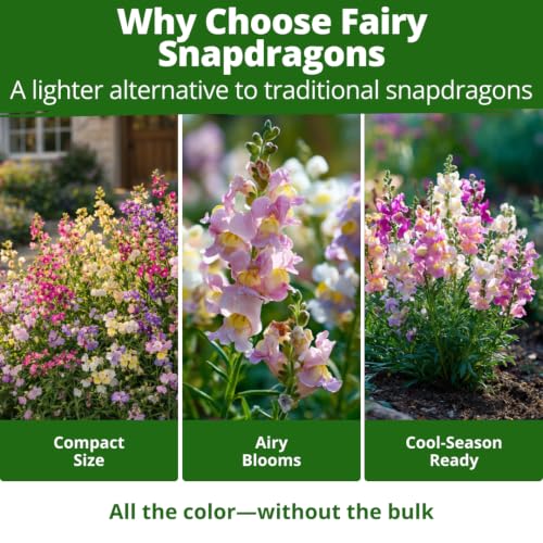 Fairy Snapdragon Seeds