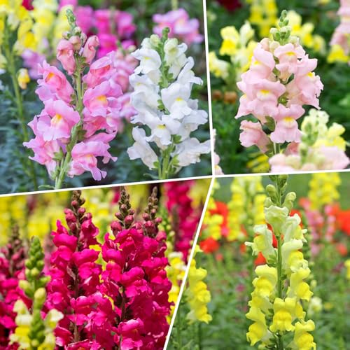 Mix Snapdragon Seeds Tetra