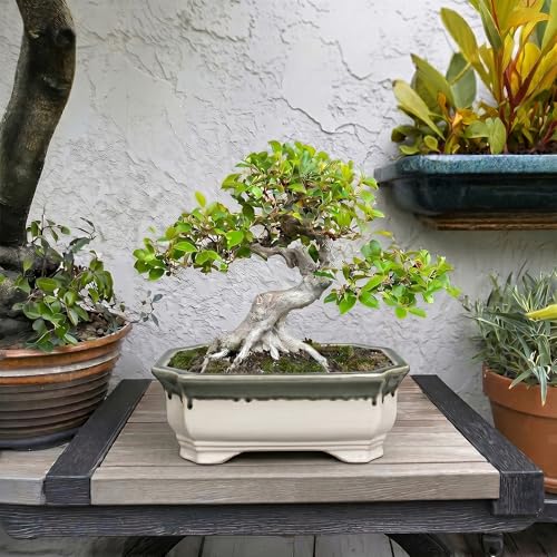 Ceramic Bonsai Pots (11 Inch / Rectangular Beige-grey)