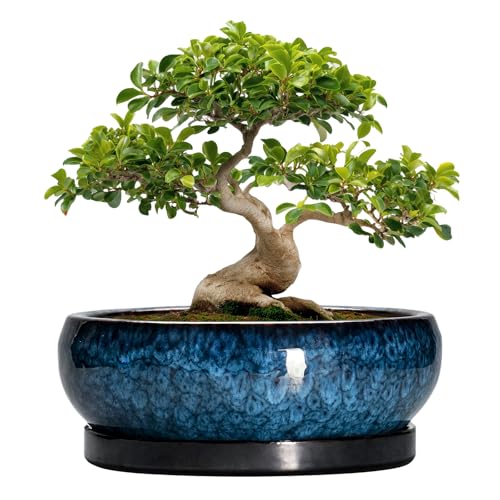 Bonsai Pots 13 Inch Ceramic Succulent Pots for Indoor Outdoor (13 Inch / Blue)