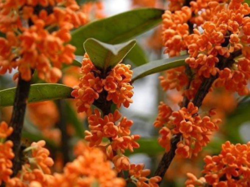 Orange Flowering Fragrant Tea Olive