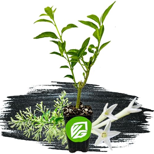 Night Blooming Jasmine Live Plant (Night Jasmine)