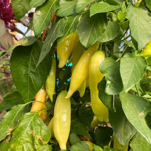 Yellow Banana Pepper Chili Live Plant (Yellow)