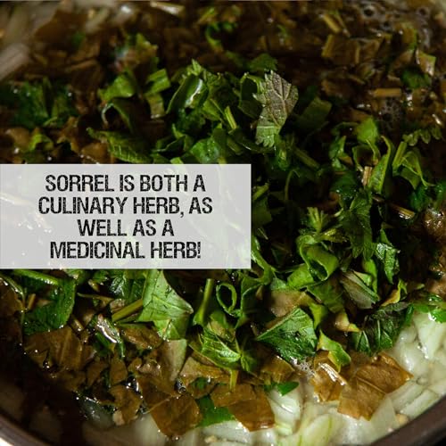 Sorrel Seeds to Plant Heirloom & Non (2 Packs)