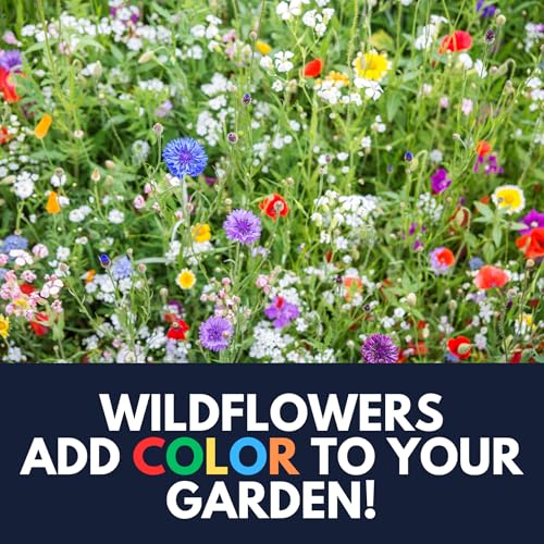 Partial Shade Wildflower Mix Seed (8 Ounce)