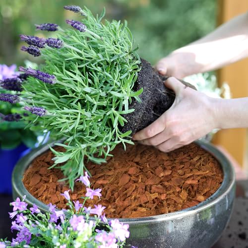6 Pcs Coco Husk Chips for Plants