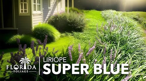 Liriope Super Blue (30 Count)