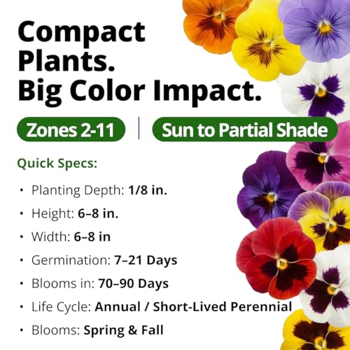 Swiss Giant Pansy Seeds