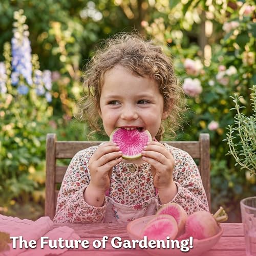 550 Watermelon Radish Heirloom Vegetable Seeds