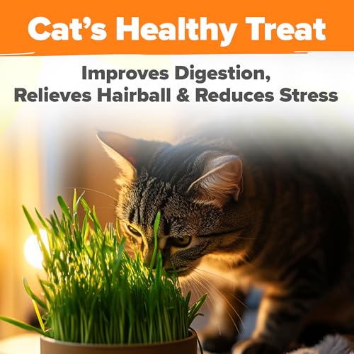 Cat Grass Seeds 16 oz