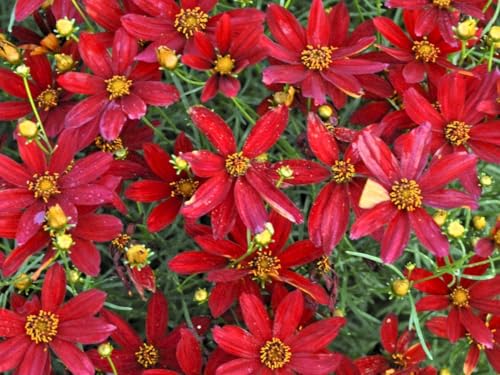 Live Perennial Plants (1 Pot)
