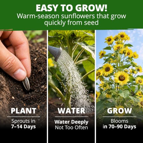 Lemon Queen Sunflower Seeds