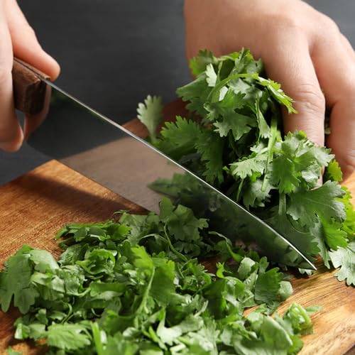 Cilantro Seeds to Plant Slow Bolting Heirloom & Non (5 Packs)