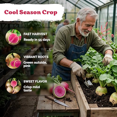 550 Watermelon Radish Heirloom Vegetable Seeds