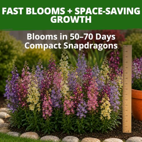 Fairy Snapdragon Seeds