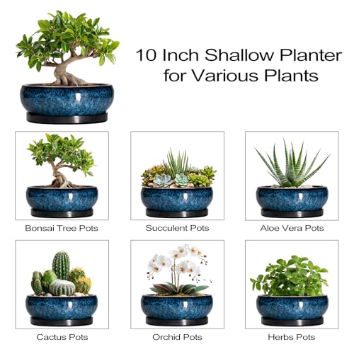 Bonsai Tree Pots 10 Inch (10 Inch / Blue)