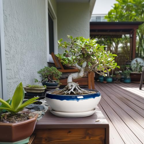 Bonsai Pots 10 Inch Ceramic Pots for Succulents (10 Inch / Blue Off-white)